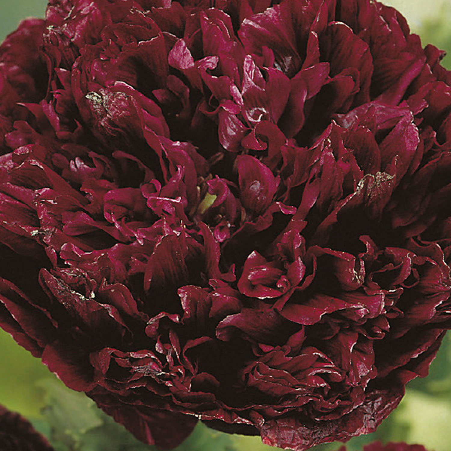 Johnsons Poppy Paeony Black Flower Seeds Image 1