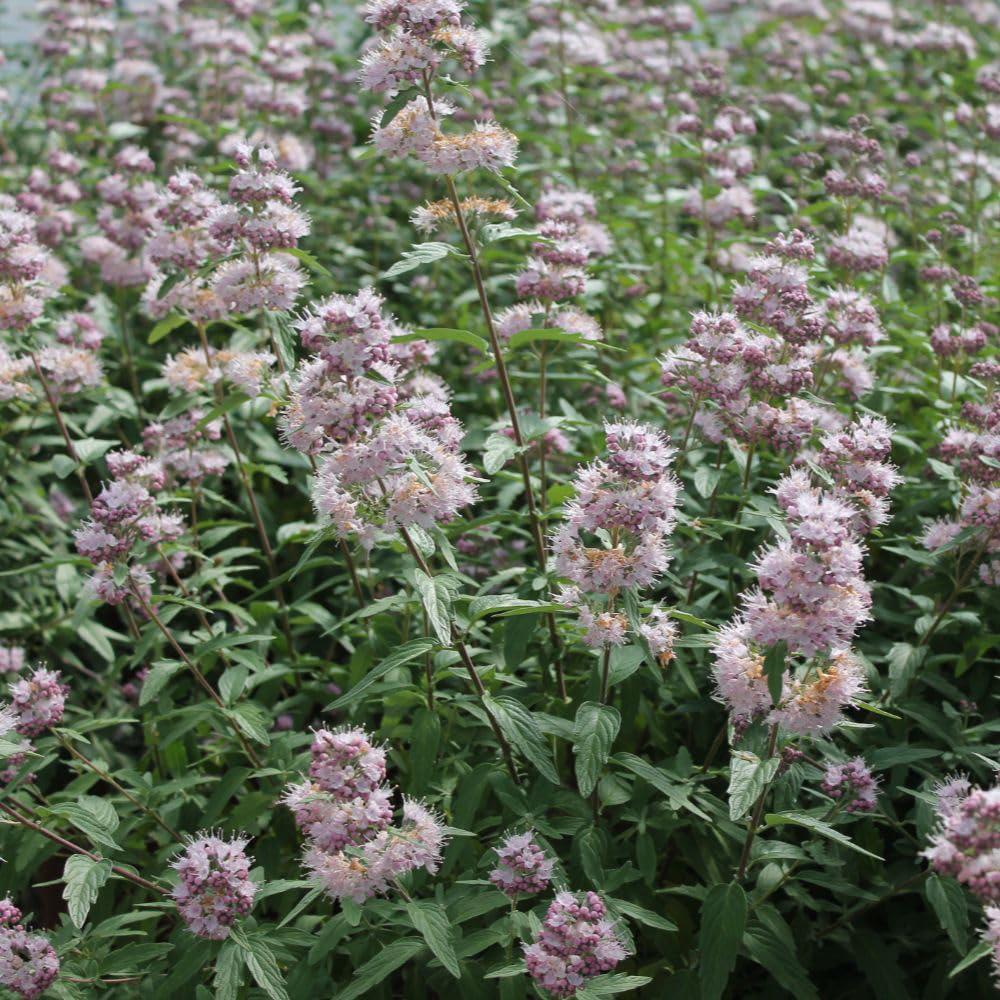 Thompson and Morgan Caryopteris and Clandonensis Stephi Plant Pot 3L Image 3