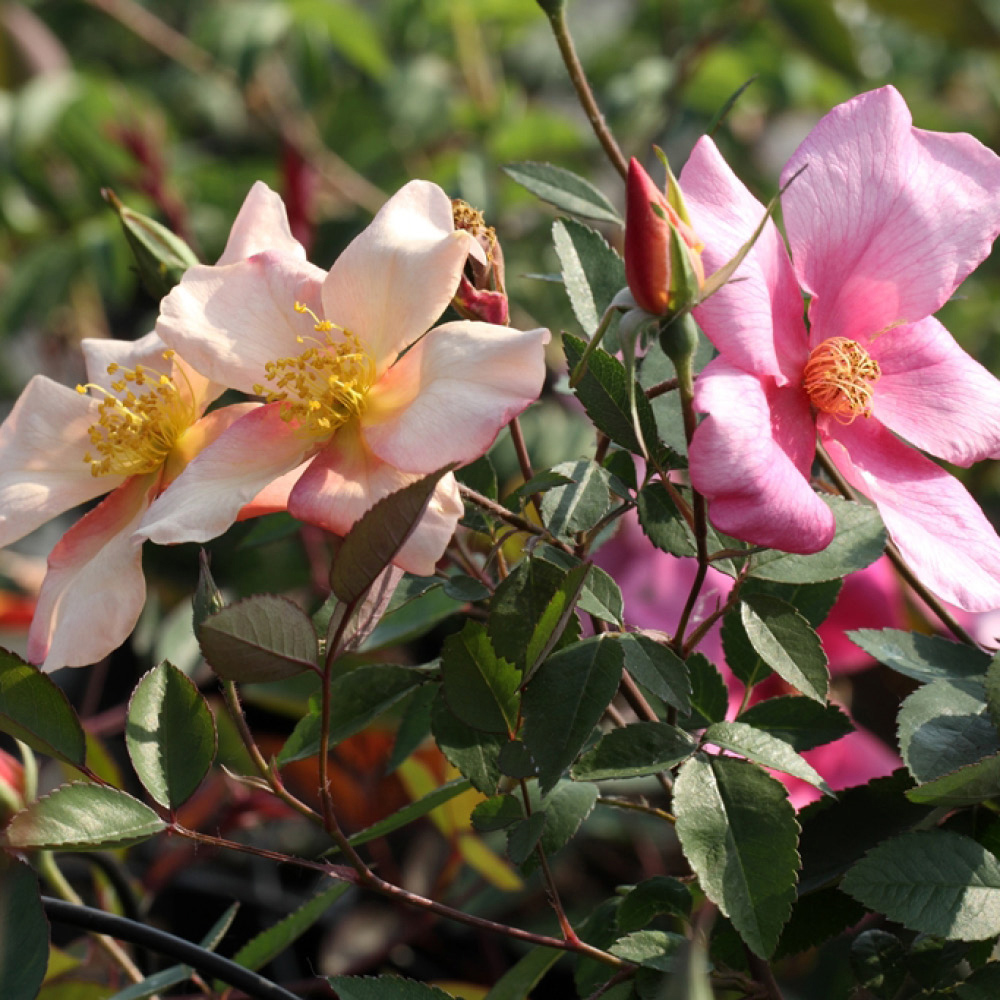 YouGarden X Odorata Mutabilis Bare Root Rose Image 2