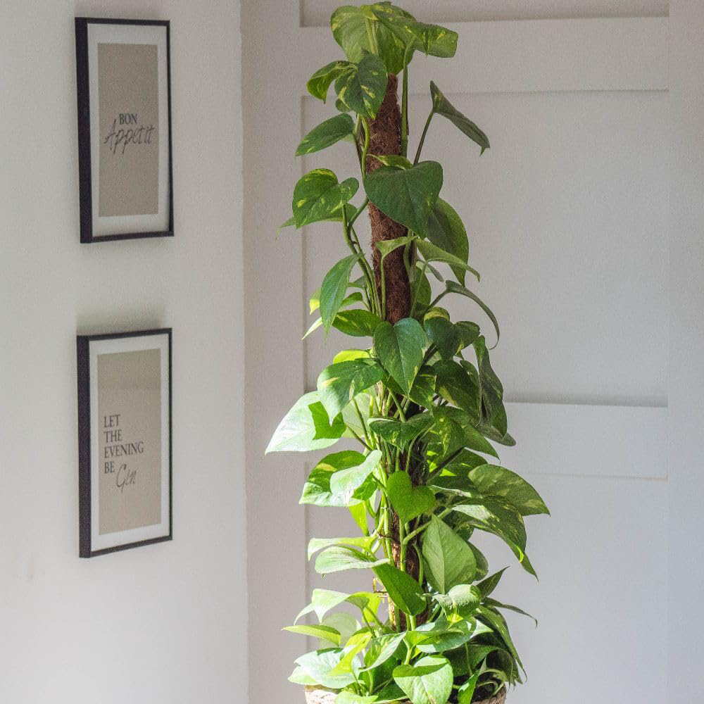 Thompson and Morgan Epipremnum Devil's Ivy Scindapsus Aureum Plant Pot 12cm 2 Pack Image 2