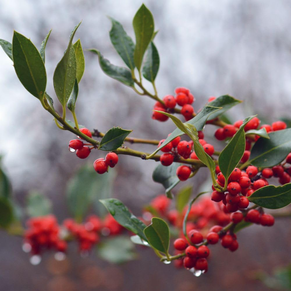 Thompson & Morgan Ilex Holly Aquifolium JC Van Tol Plant Pot 35L Image 1