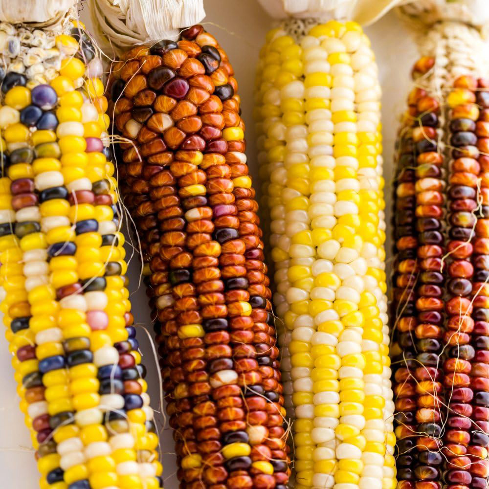 Thompson and Morgan Popcorn Fiesta Seeds Image