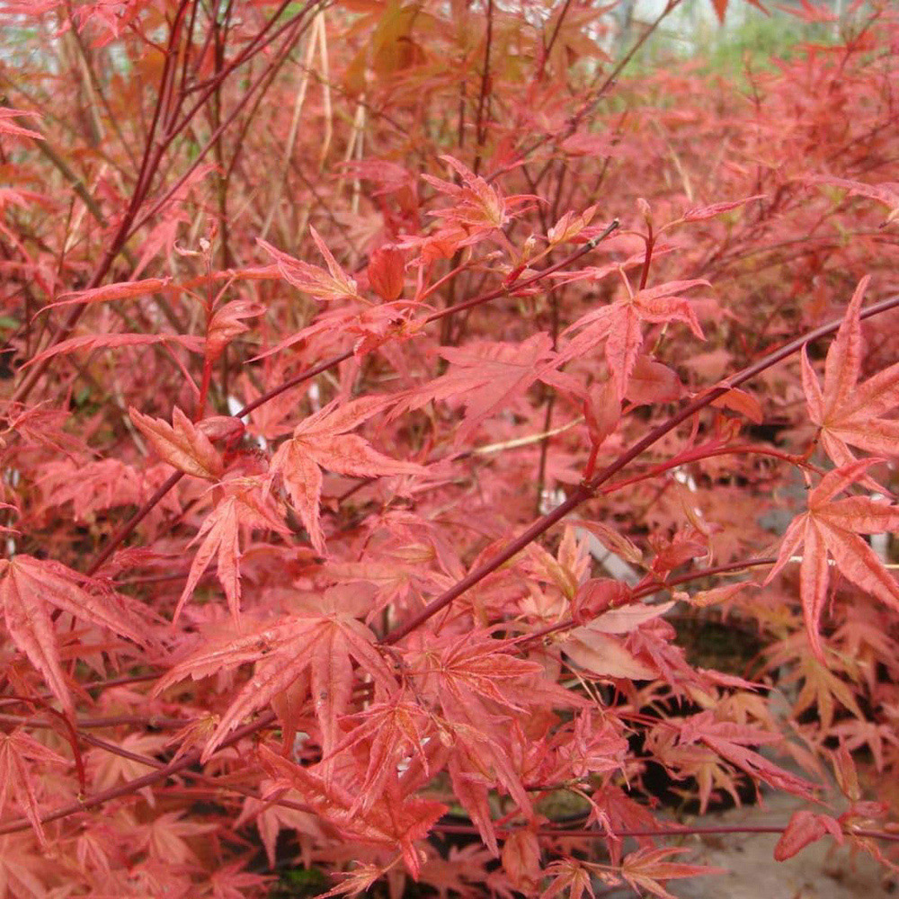 Thompson and Morgan Acer Palmatum Beni-Maiko Plant Pot 6.5L Image 2