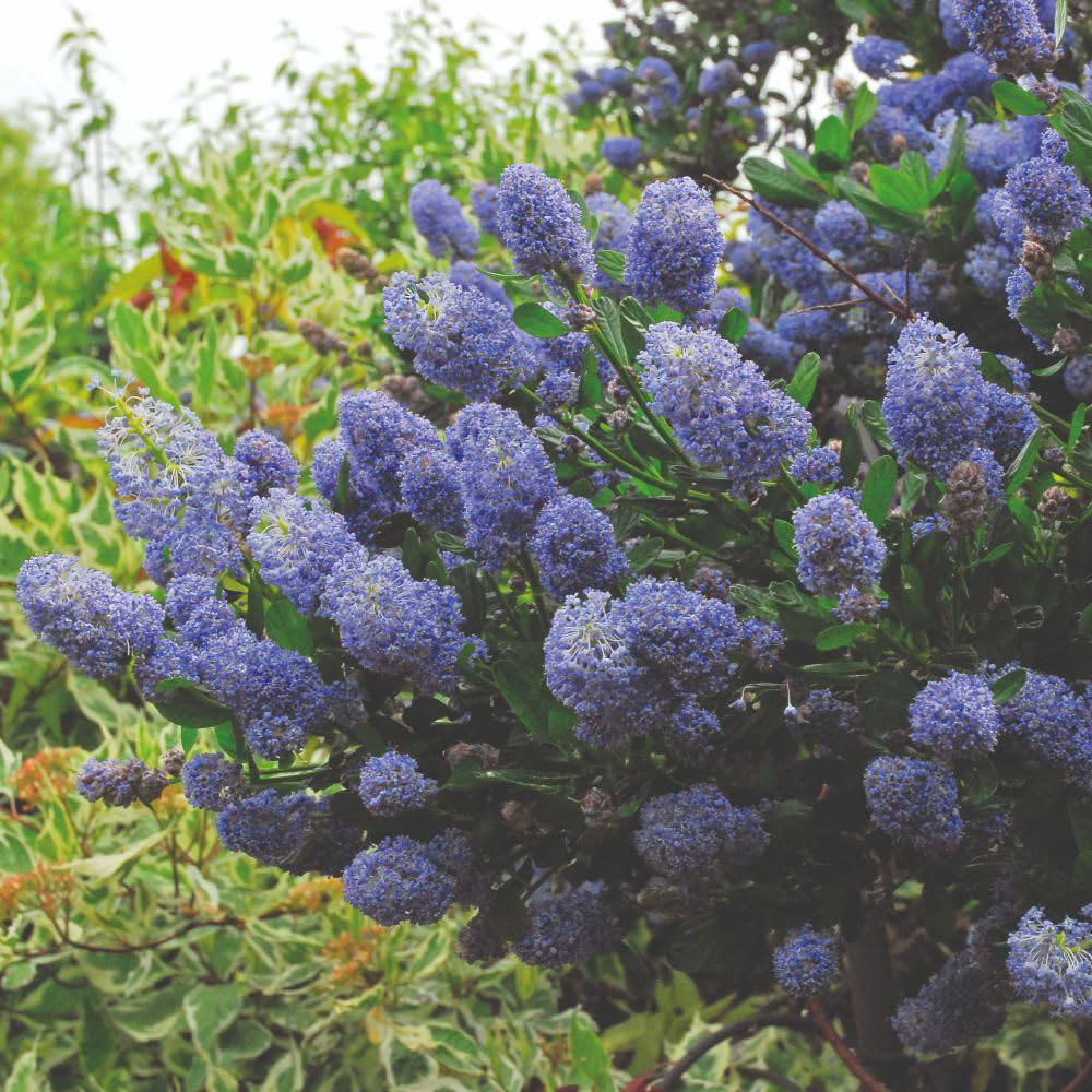 Thompson and Morgan Ceanothus Concha Plant Pot 10L 2 Pack Image 3