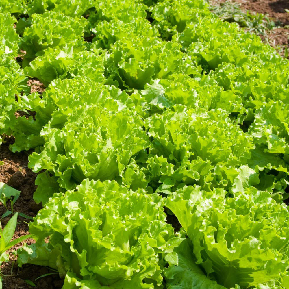 Thompson & Morgan Lettuce Lakeland Seeds Image