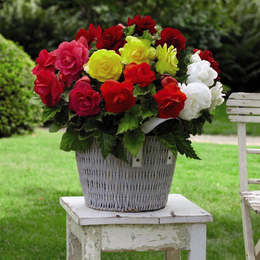 Thompson & Morgan Begonia Double Flowered Mixed Tuber 20 Pack Image 1