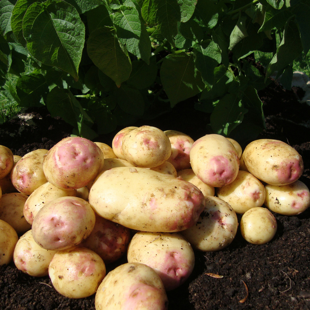 wilko King Edward Seed Potato Tubers Maincrop 2.5kg Image 1