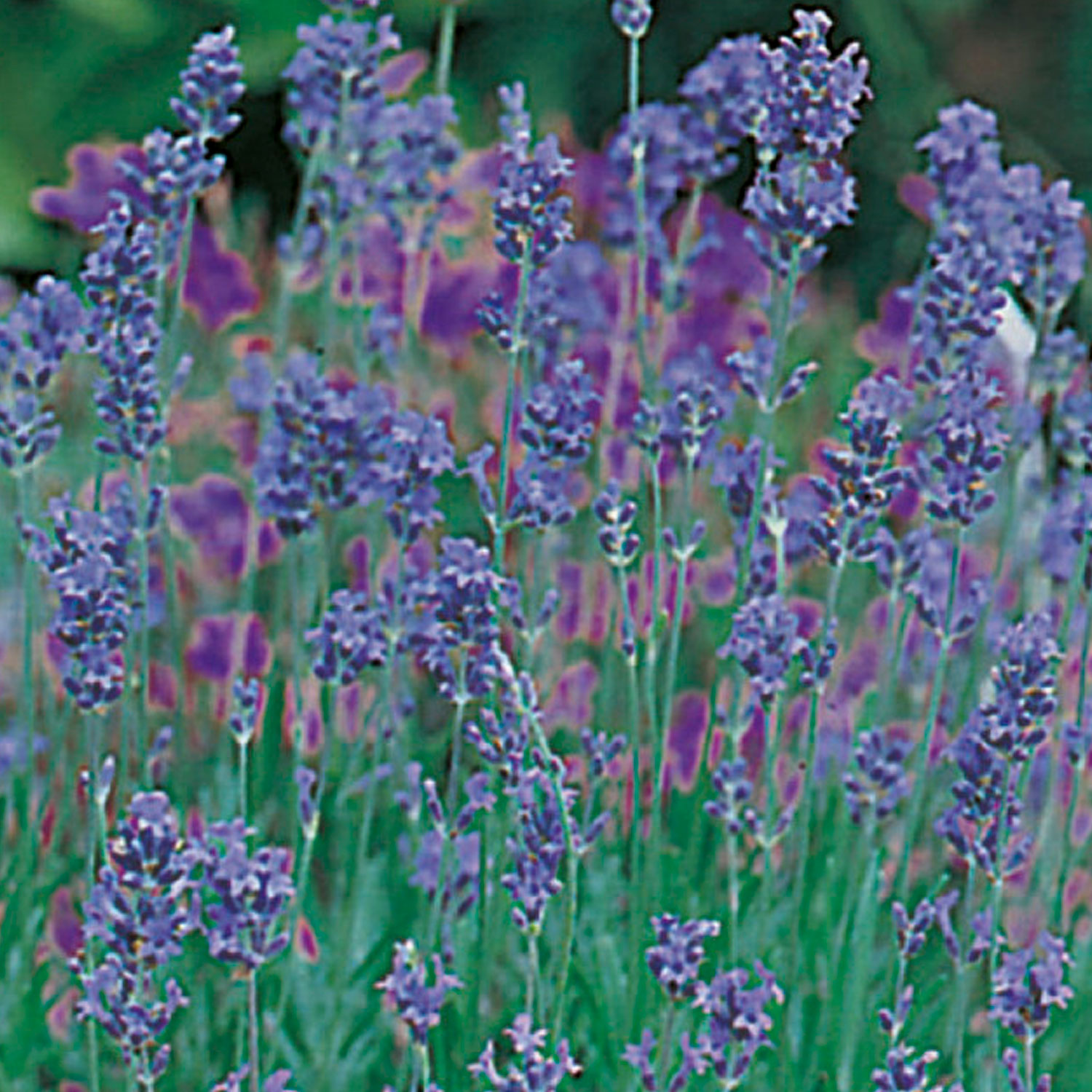Johnsons Lavender Munstead Flower Seeds Image 1