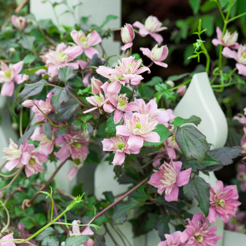YouGarden Clematis Montana Collection Plant Pot 7-9cm 3 Pack Image 1