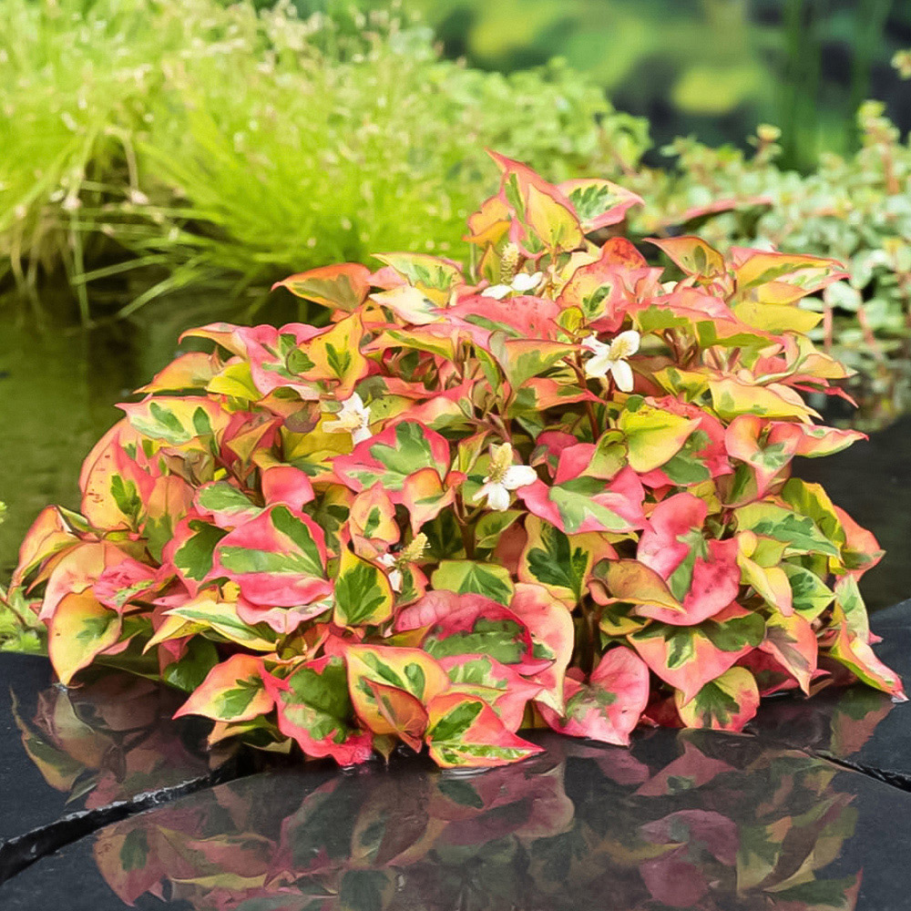 Thompson and Morgan Houttuynia Cordata Chameleon Plant Pot 1L 3 Pack Image 1