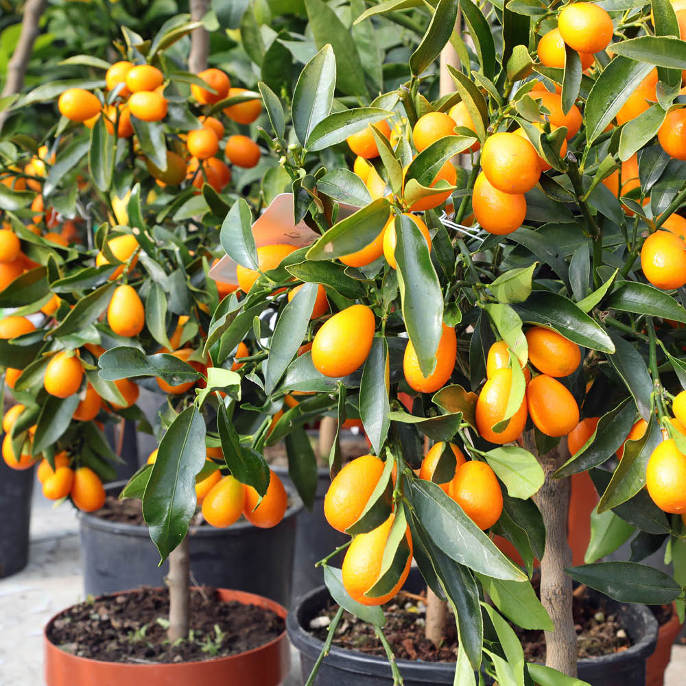 YouGarden Citrus Kumquat Tree in Pot Image 2