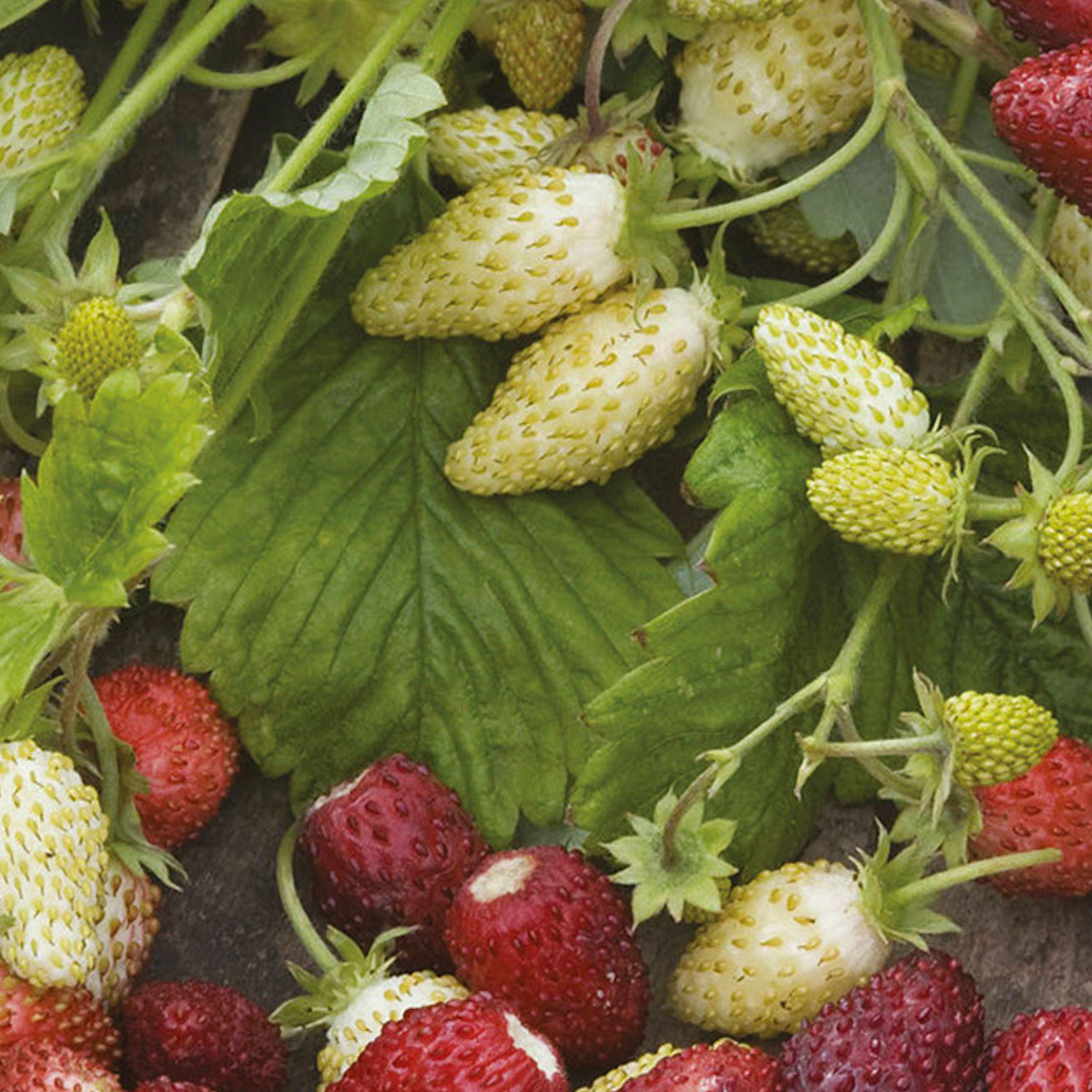 Johnsons Red & Cream Alpine Strawberry Seeds Image 1