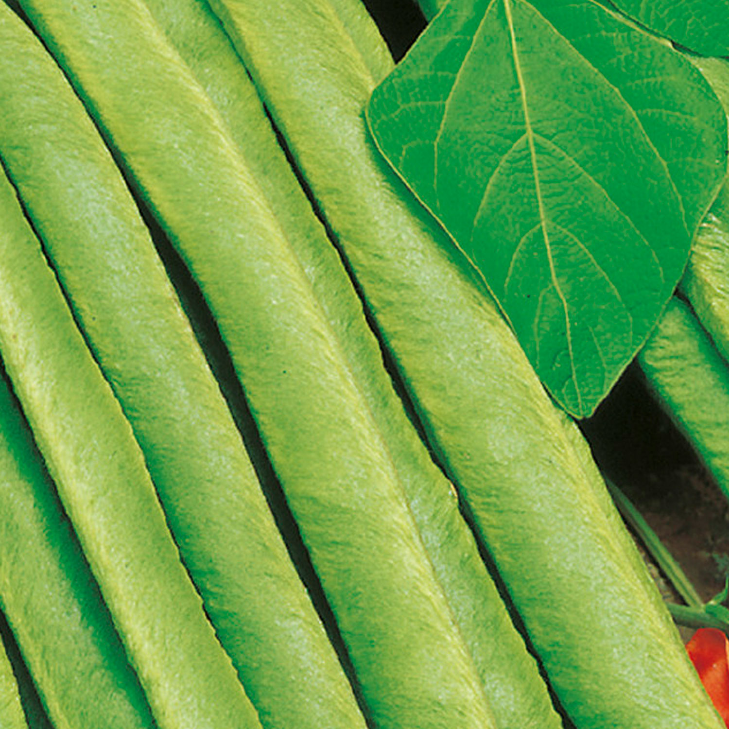 Johnsons Lady Di Stringless Runner Bean Seeds Image 1