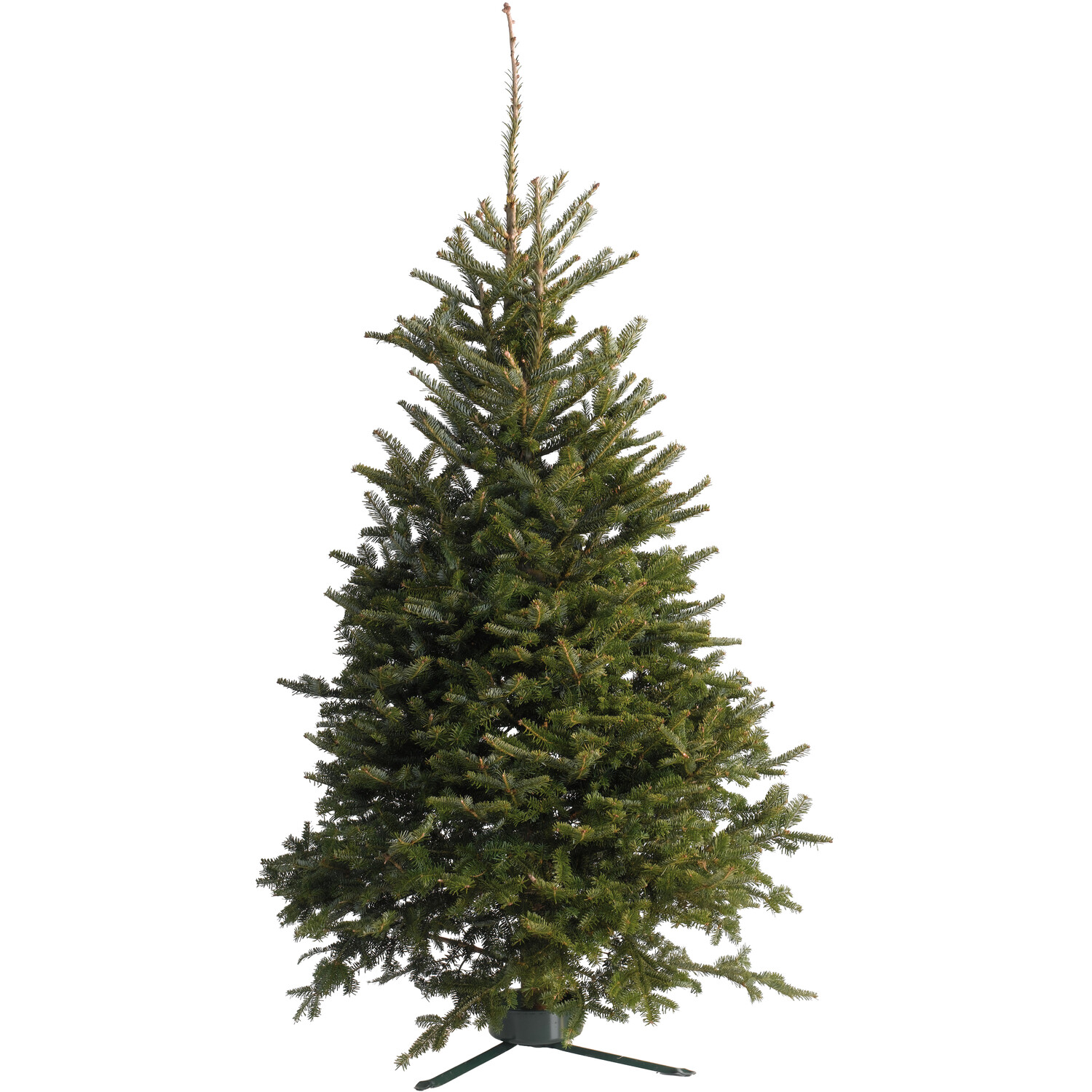 Festive Forest Fraser Fir Cut Real Christmas Tree 6ft Image
