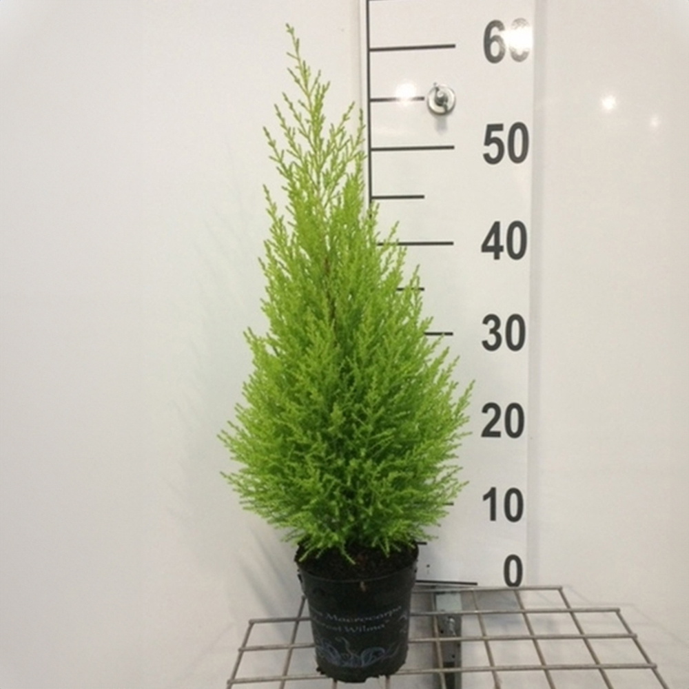 Goldcrest Wilma Image 2