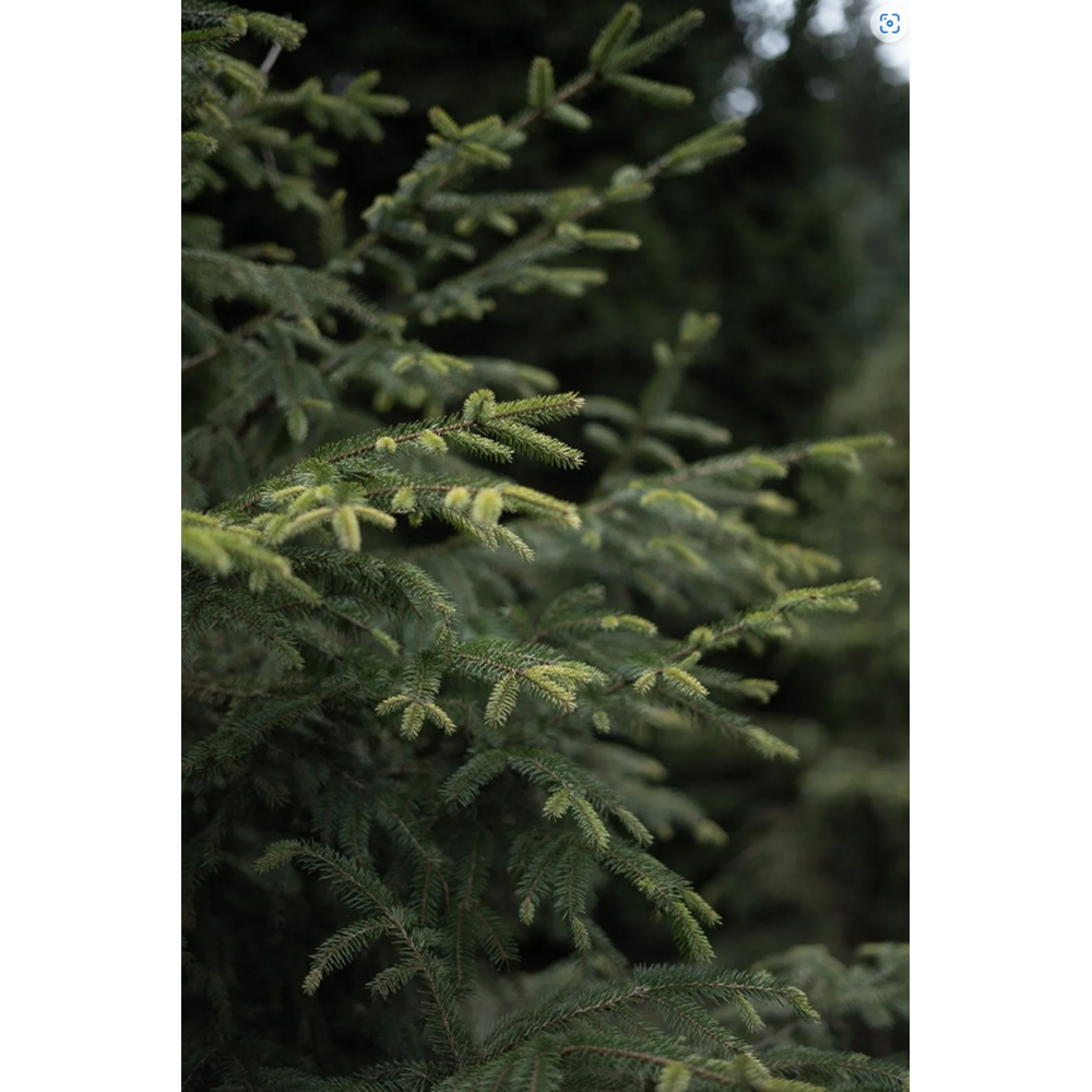 Inspirational Gifting Nordmann Christmas Tree Bare Root Plant Sapling 15-25cm 10 Pack Image 5