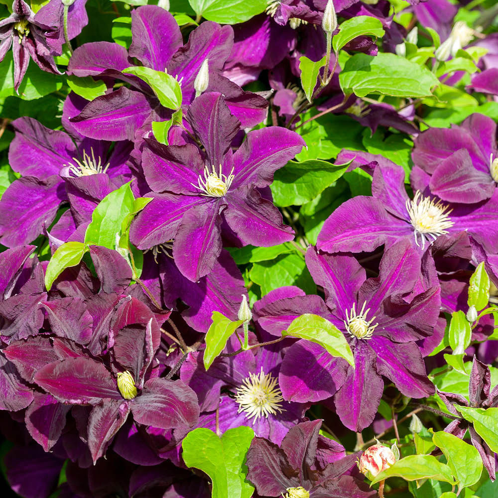 YouGarden Clematis Warszawska Nike Plant Pot 9cm 3 Pack Image 2