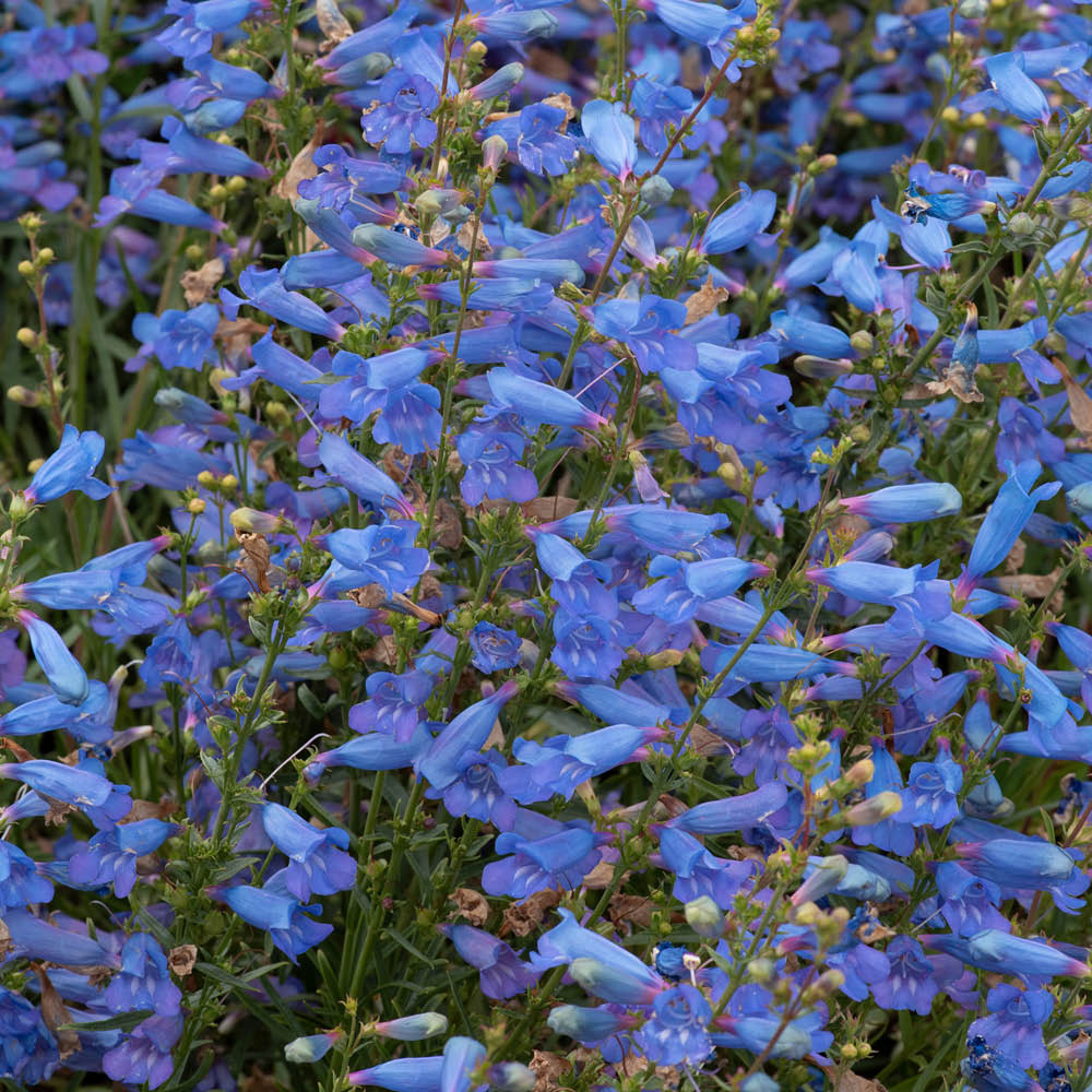 YouGarden Penstemon Heterophyllus Electric Blue Plant Pot 3L Image 1