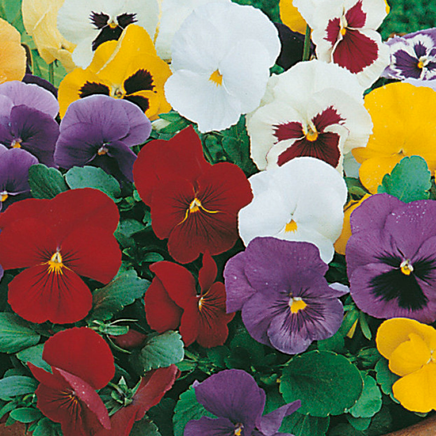 Johnsons Pansy Special Early Mixed Flower Seeds Image 1