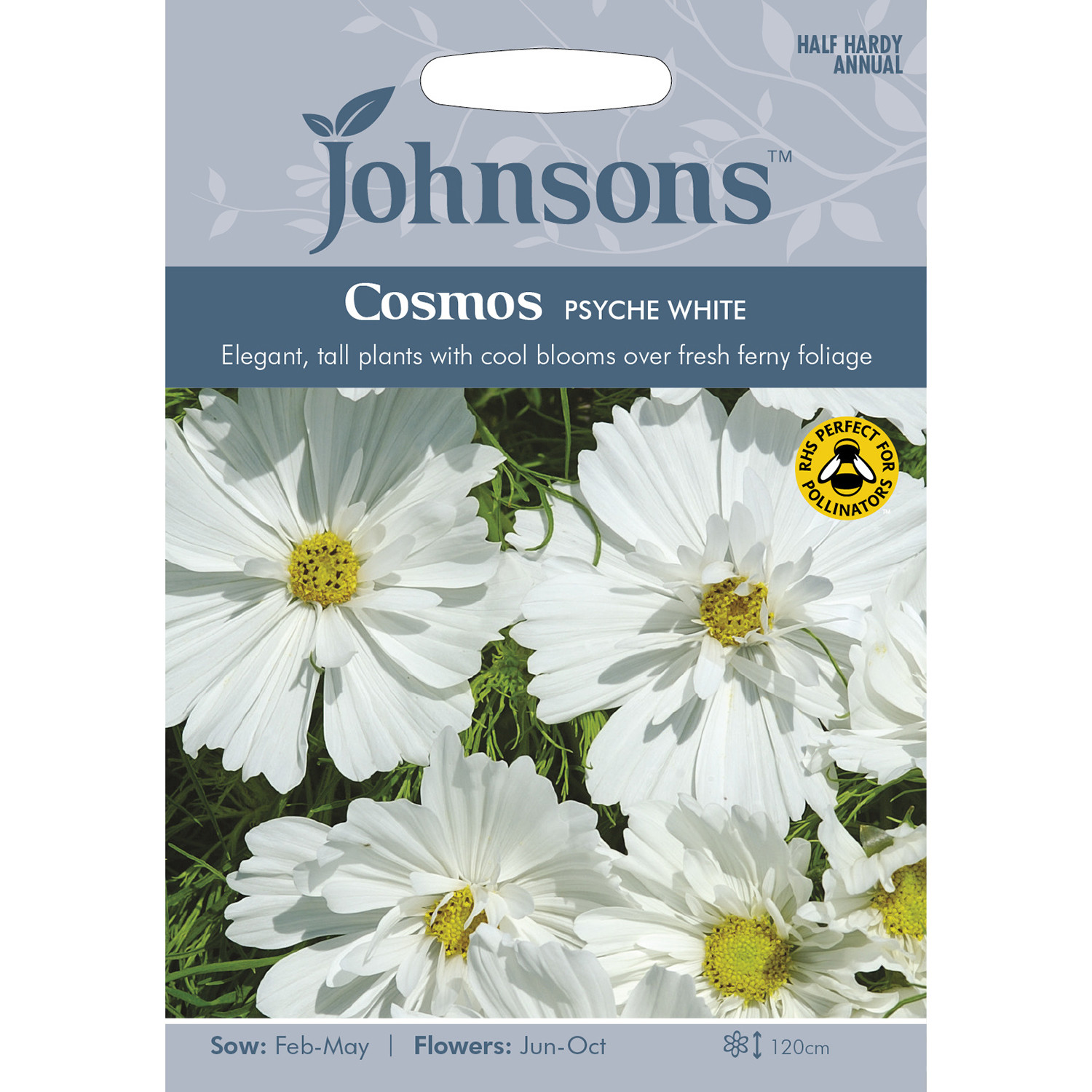 Johnsons Cosmos Psyche White Flower Seeds Image 2