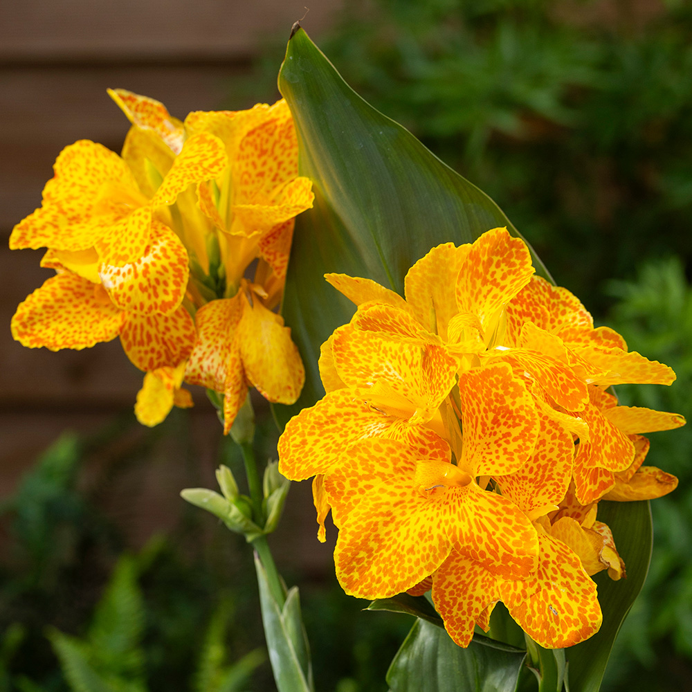 YouGarden Canna Cannova Orchid Plant Pot 9cm Image 1
