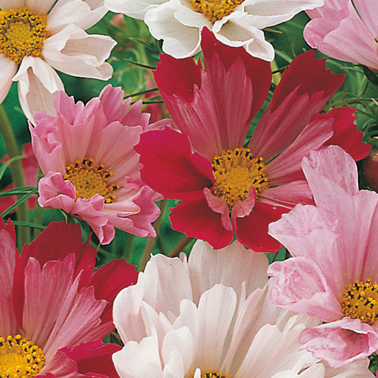 Johnsons Cosmos Sea Shells Mixed Flower Seeds Image 1
