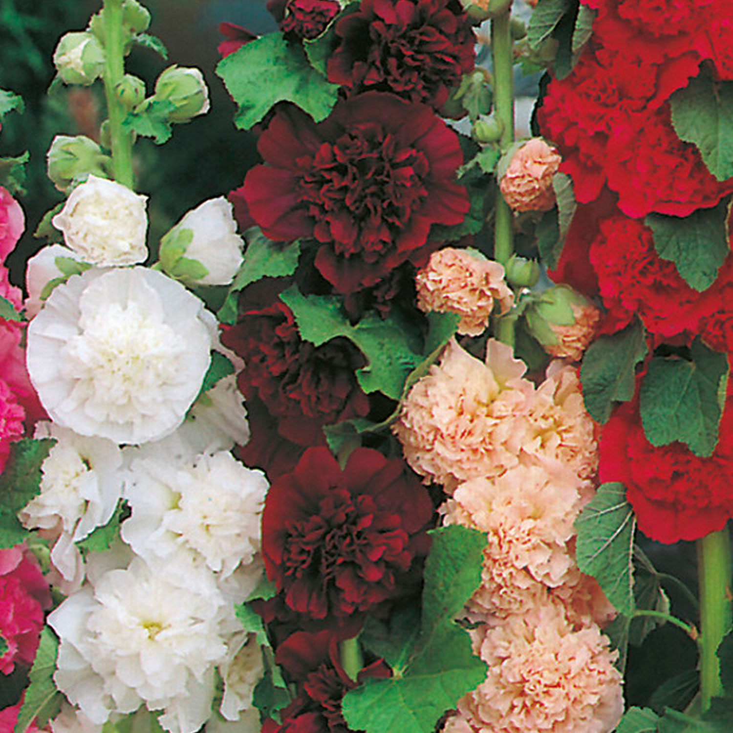 Johnsons Hollyhock Double Mixed Flower Seeds Image 1