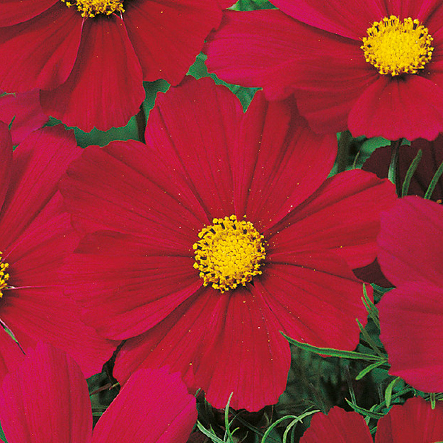 Johnsons Cosmos Gazebo Red Flower Seeds Image 1