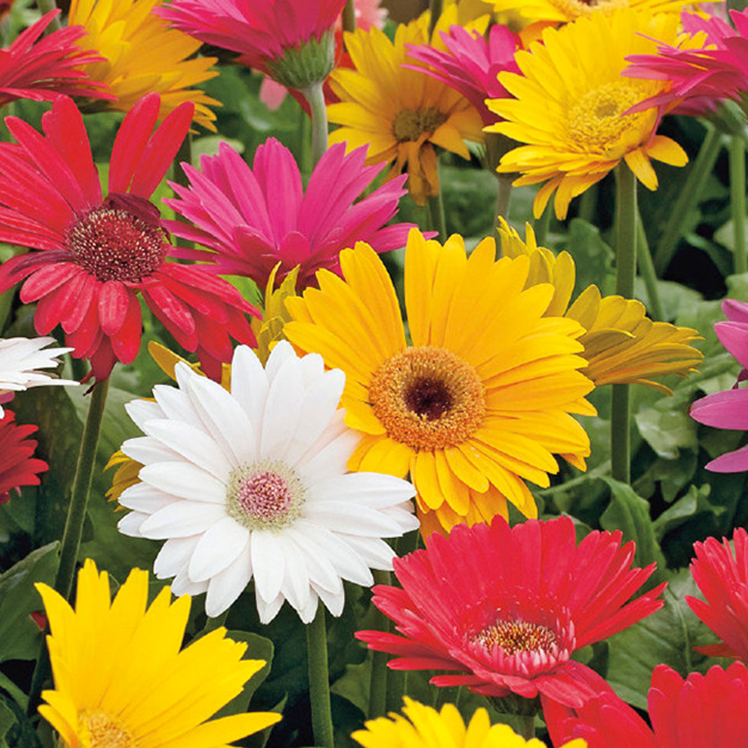 Johnsons Gerbera Californian Giants Mixed Flower Seeds Image 1