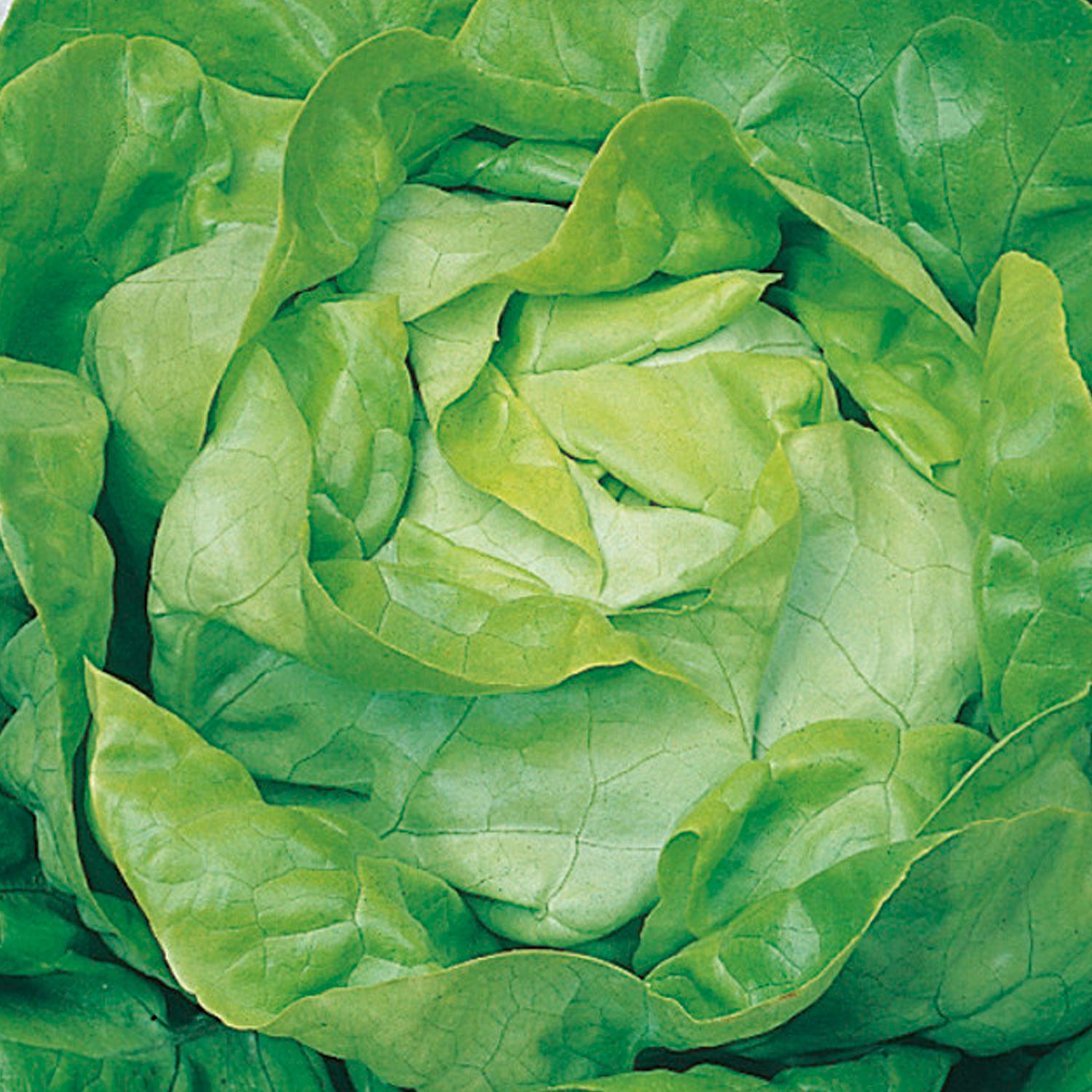 Johnsons All the Year Round Lettuce Seeds Image 1