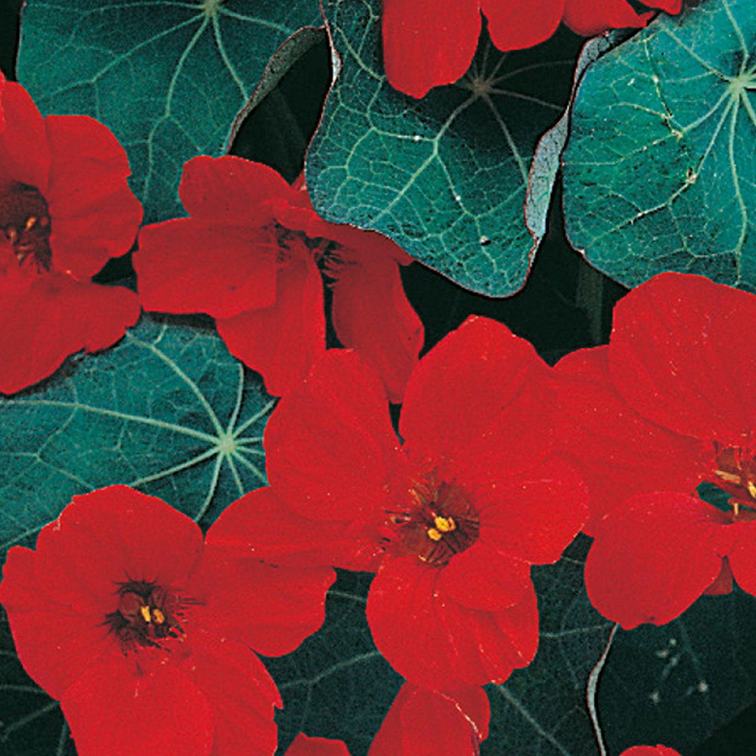 Johnsons Nasturtium Empress of India Flower Seeds Image 1