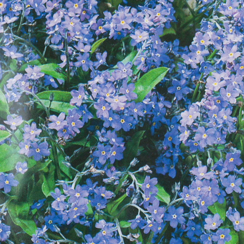 Forget Me Not Indigo Seed Packet Image 1