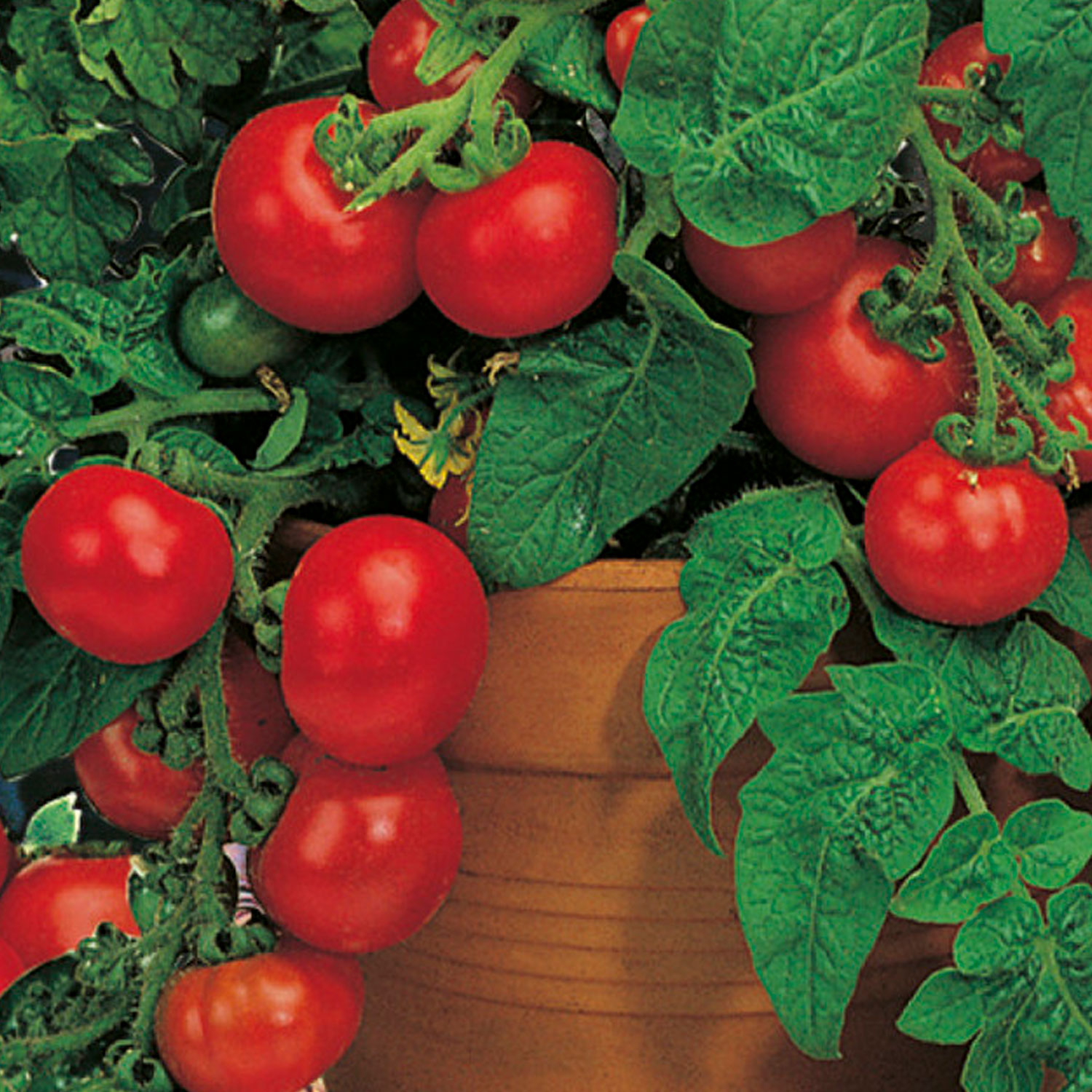 Johnsons Minibel Tomato Seeds Image 1