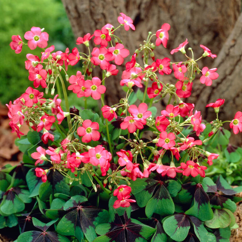 YouGarden 300 Summer Bulb Collection 7 Varieties Image 7