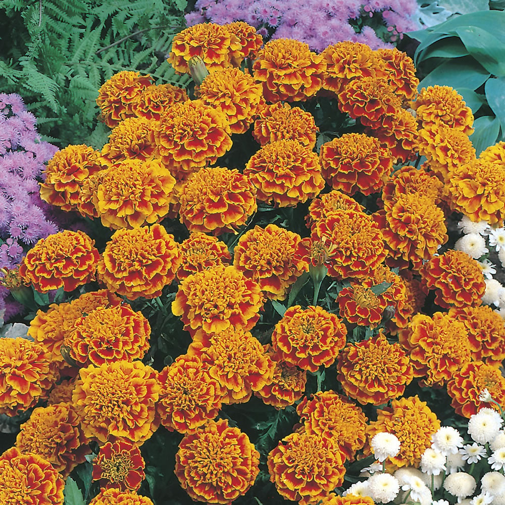 Johnsons Marigold French Honeycomb Flower Seeds Image 1