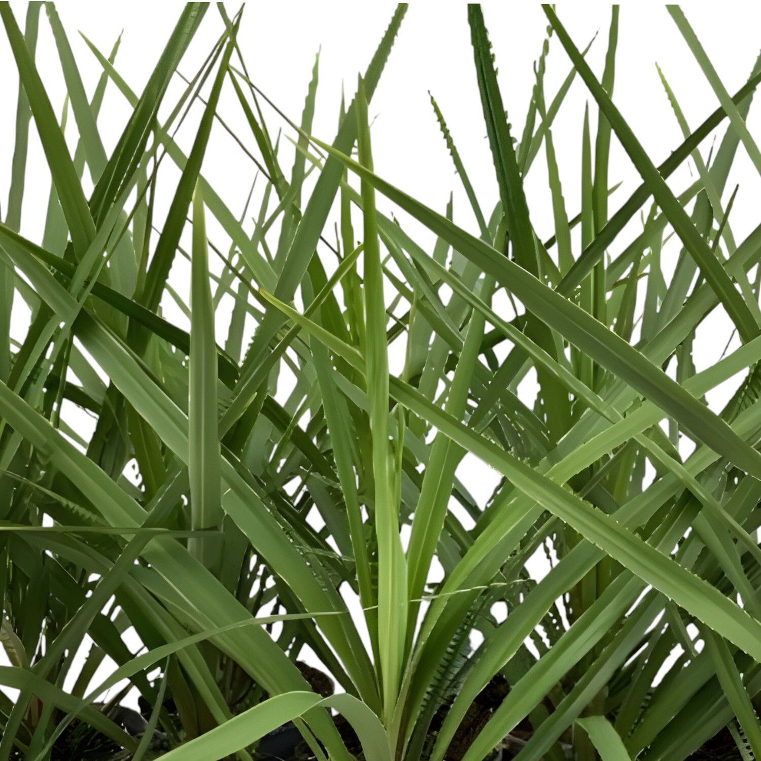 Cordyline Sundance Pot Image 3