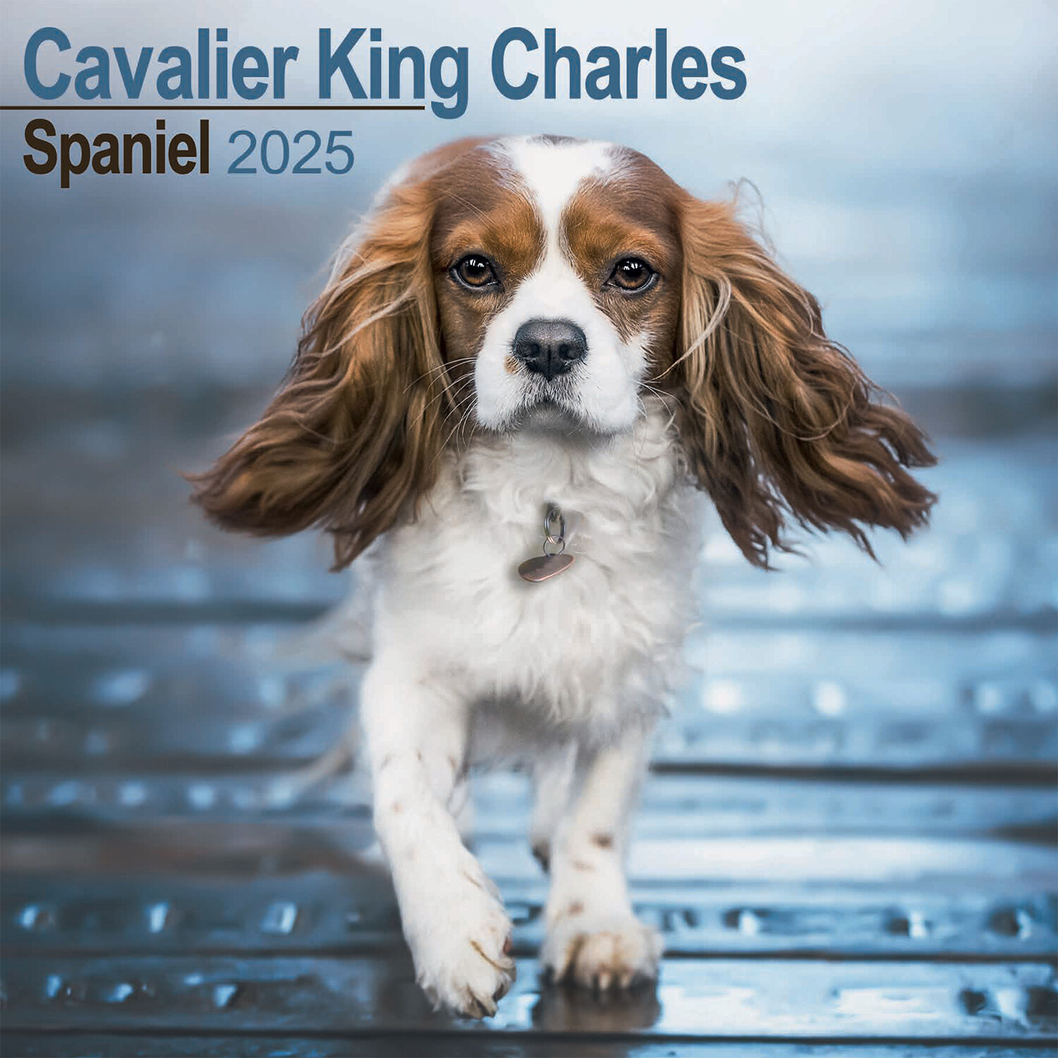 2025 Dog Wall Calendar - King Charles Spaniel Image