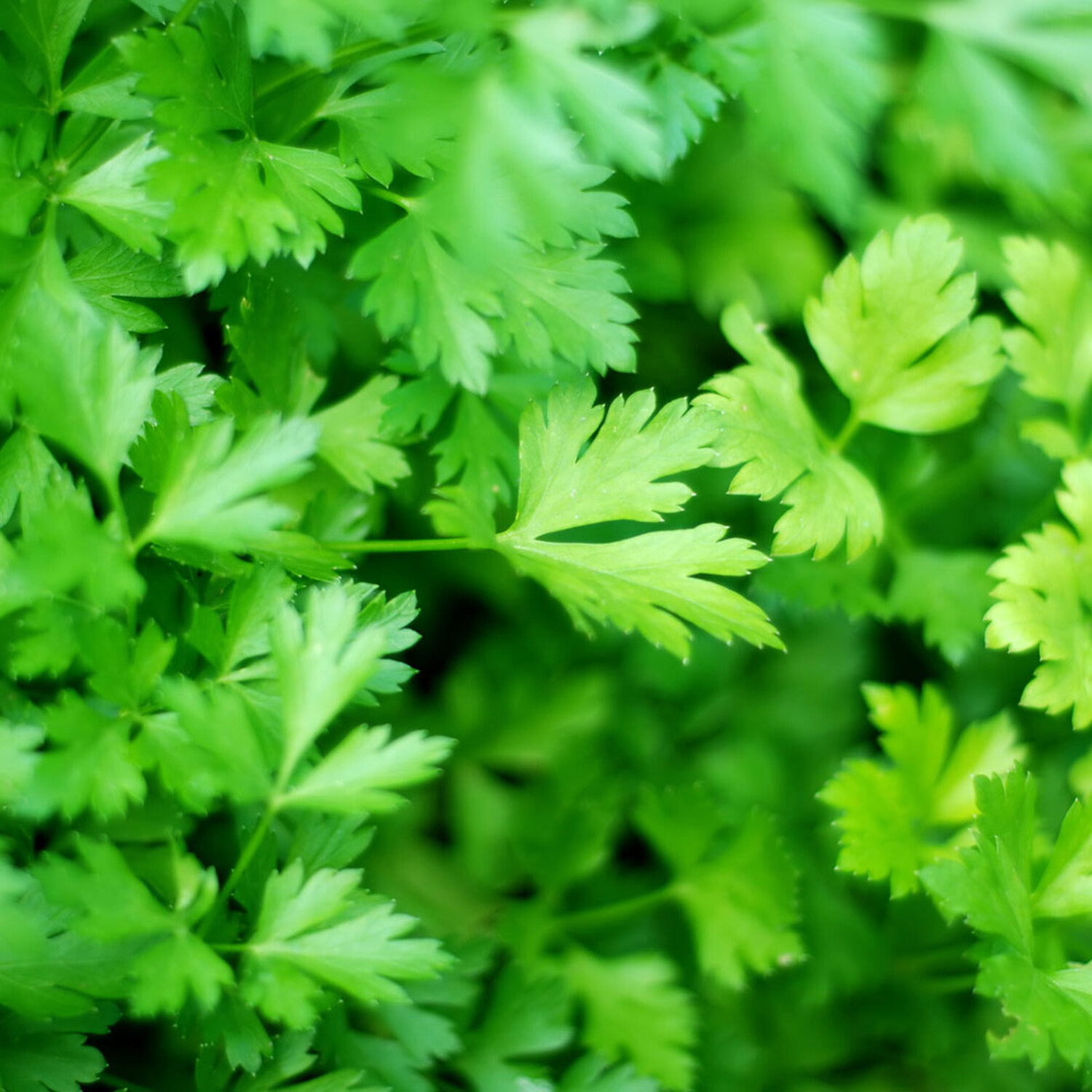 Flat Leaf Parsley Plant - Green Image