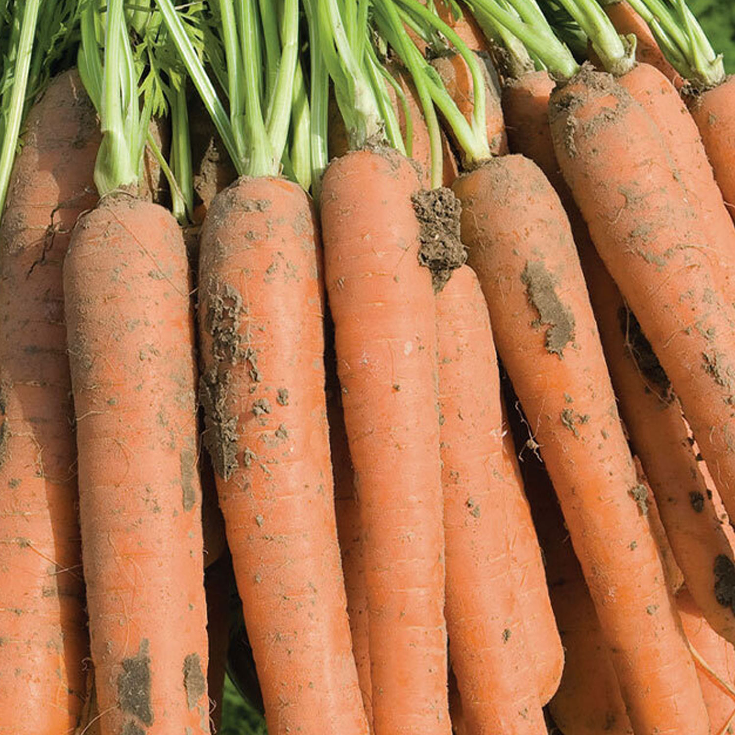 Johnsons Carrot Nerac F1 Vegetable Seeds Image 1