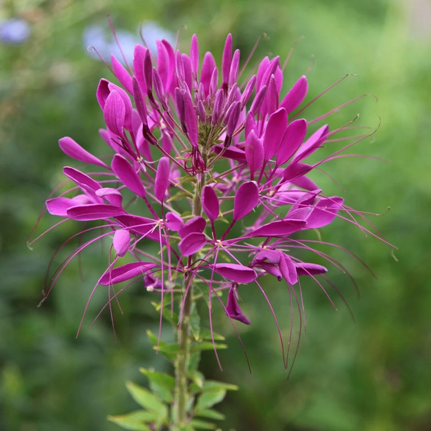 Cleome Decopot - Pink Image