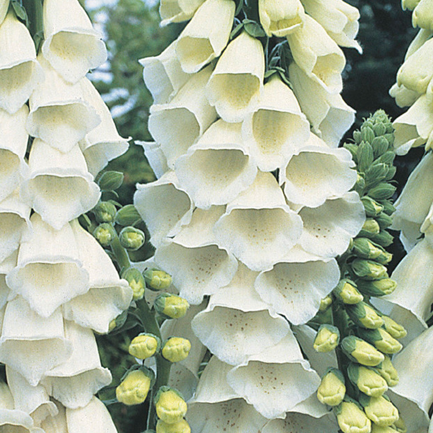 Johnsons Foxglove Alba Flower Seeds Image 1