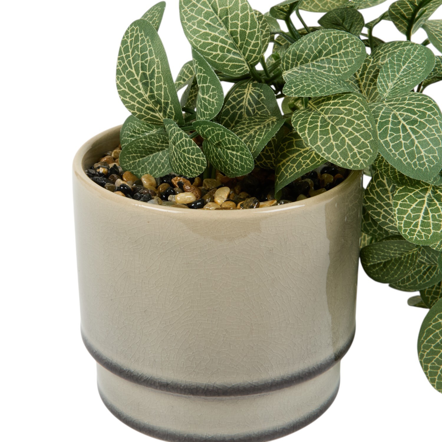 Trailing Fittonia in Pot Sage Image 4