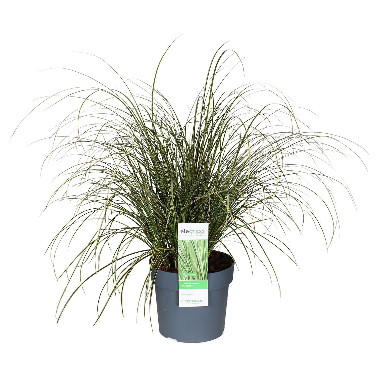 Carex Brunnea Variegata - Green Image