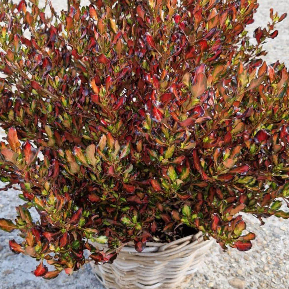 YouGarden Mirror Bush Coprosma Northern Lights Plant Pot 9cm 3 Pack Image 1