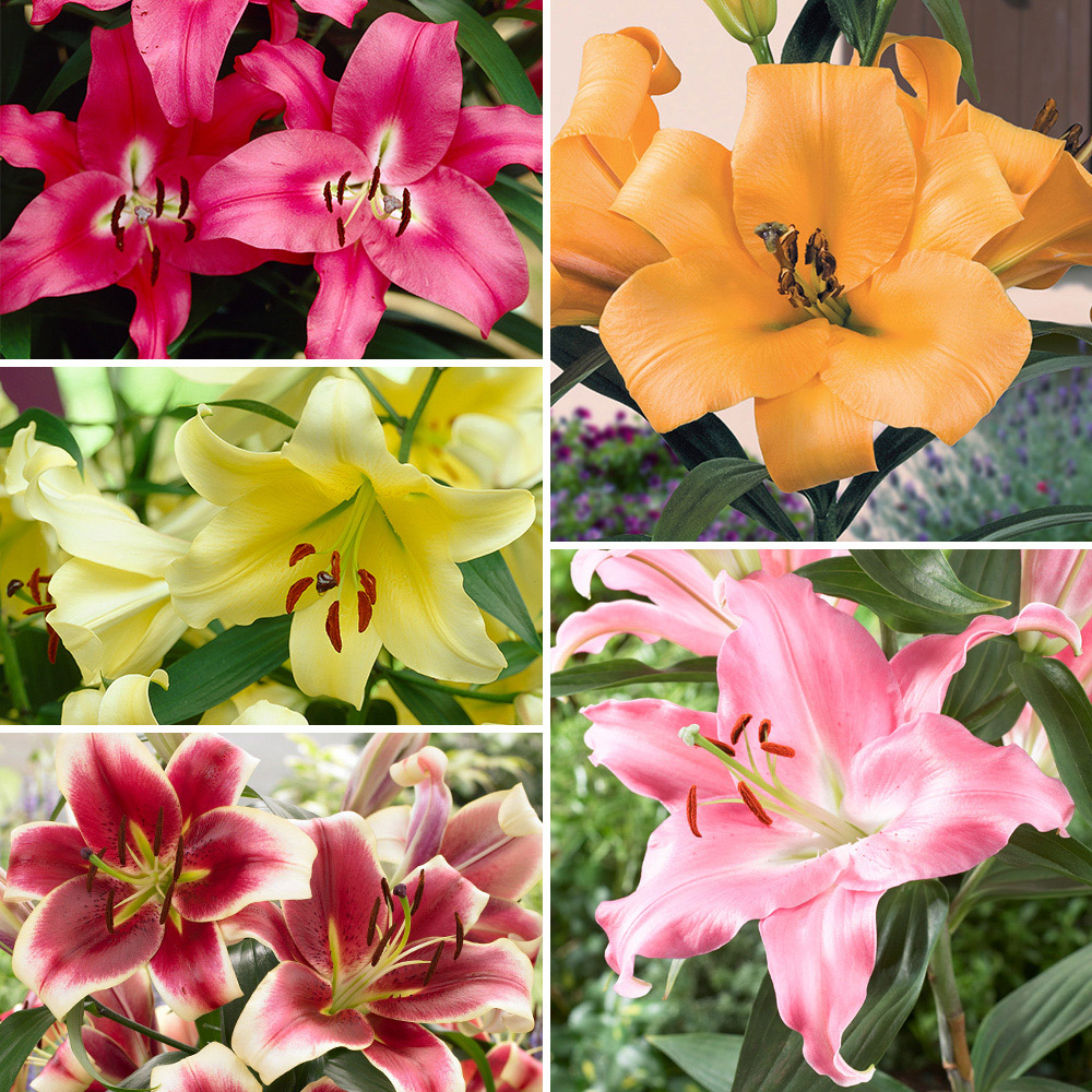 YouGarden Skyscraper Lily Collection Bulb 15 Pack Image 1