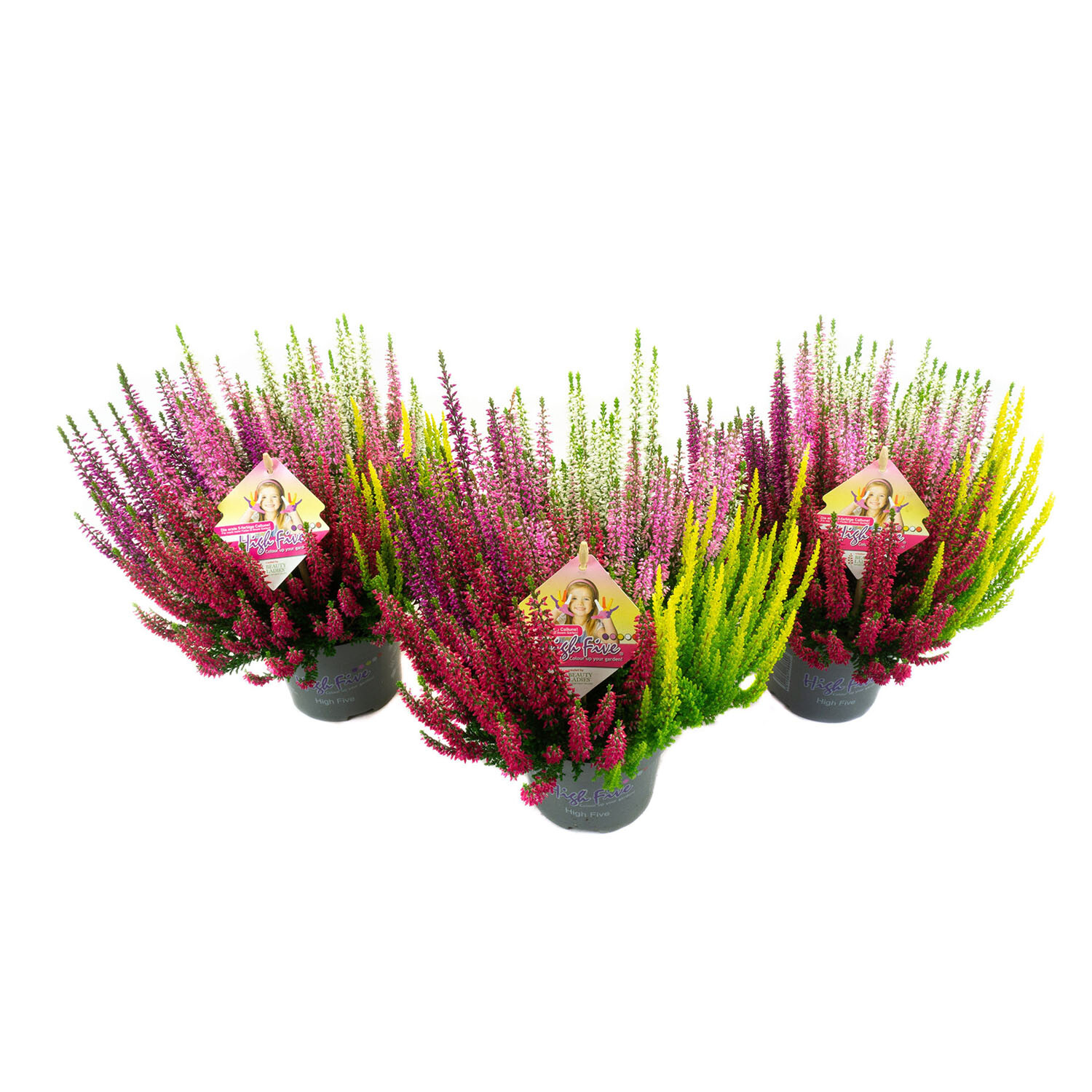 Calluna Beauty Ladies High Five 13cm - Pink, Purple, White, or Red Image