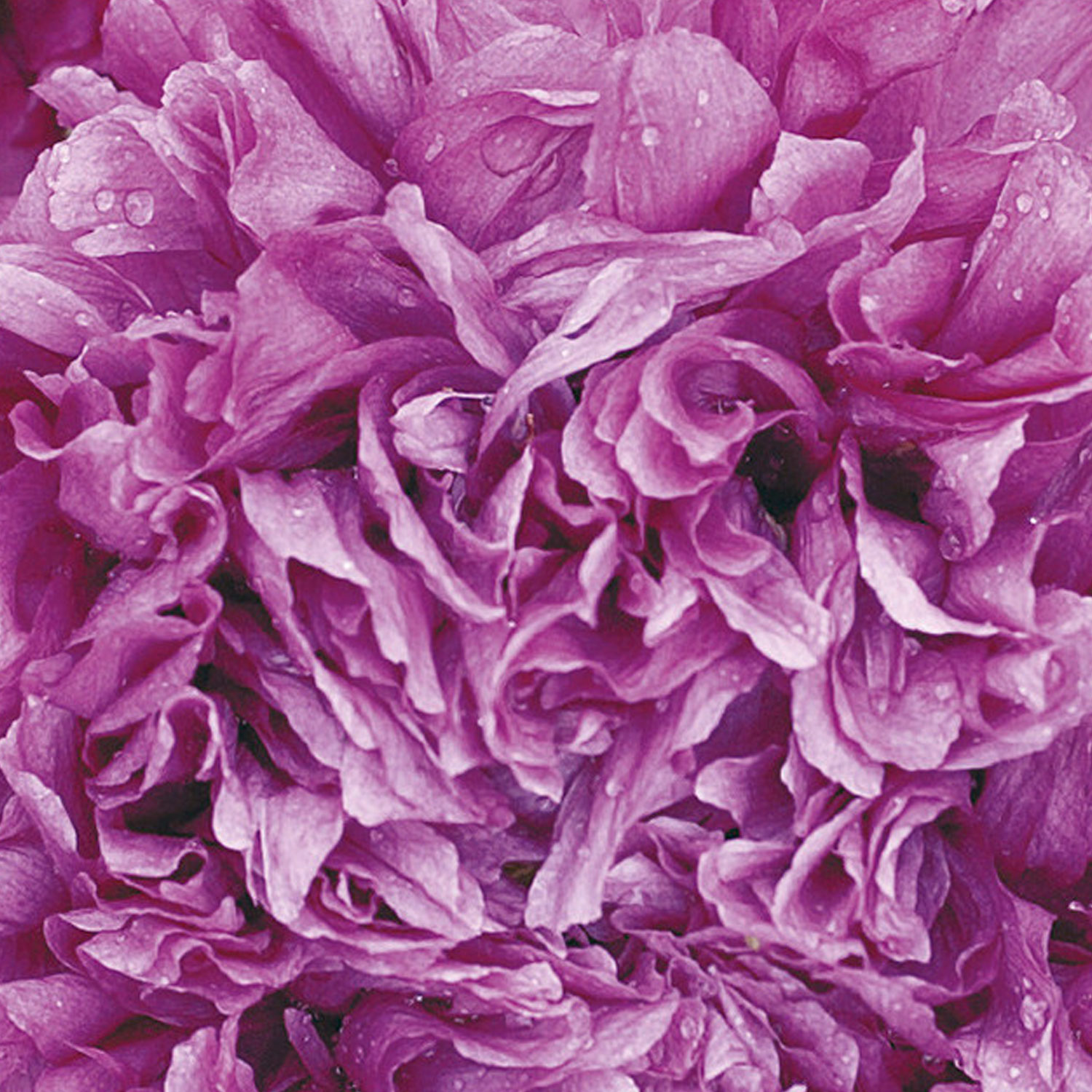 Johnsons Poppy Paeony Purple Passion Flower Seeds Image 1
