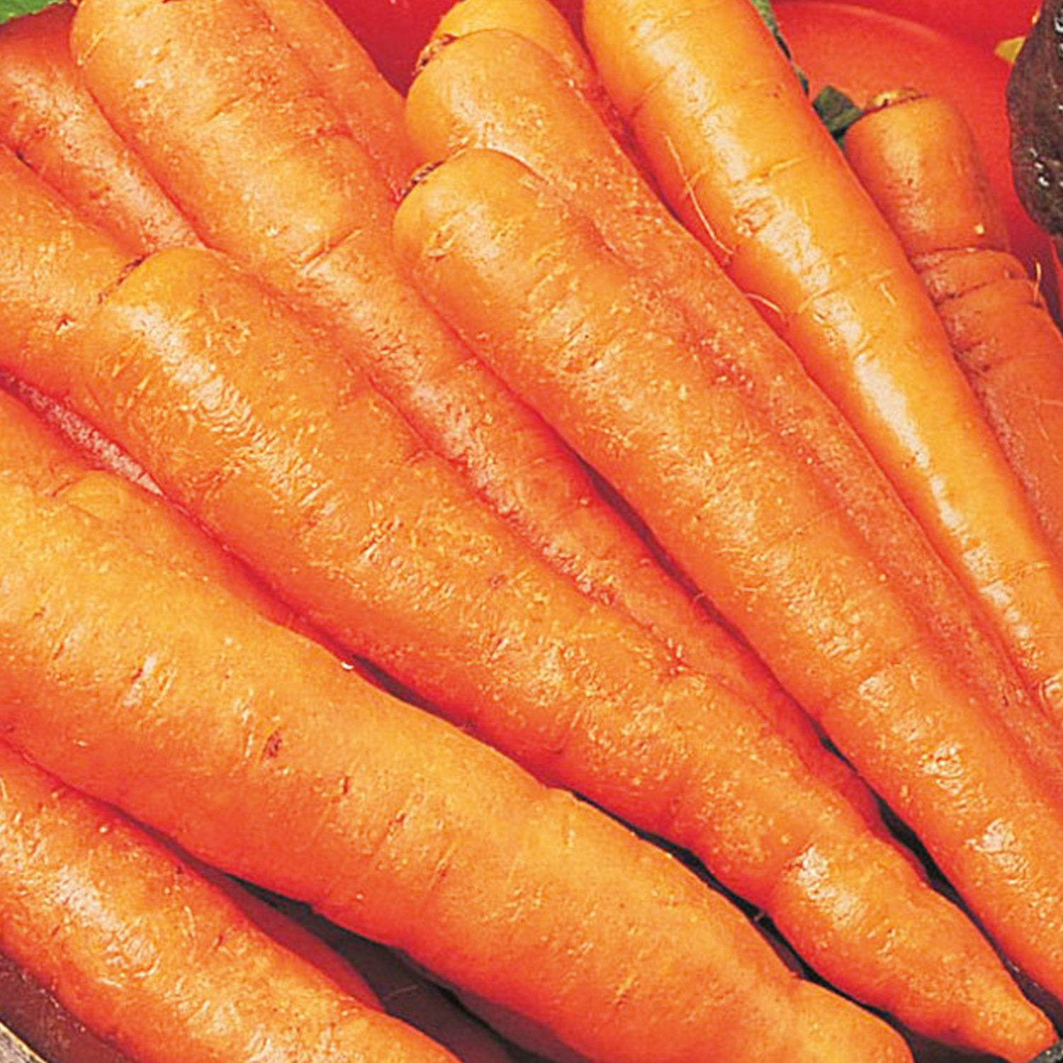 Jonhsons Amsterdam Forcing 3 Sprint Carrot Seeds Image 1