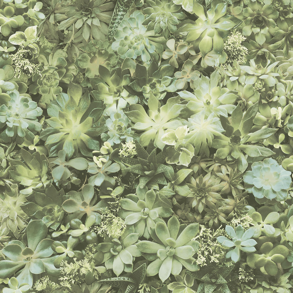 Galerie Evergreen Succulent Plant Green Wallpaper Image 1
