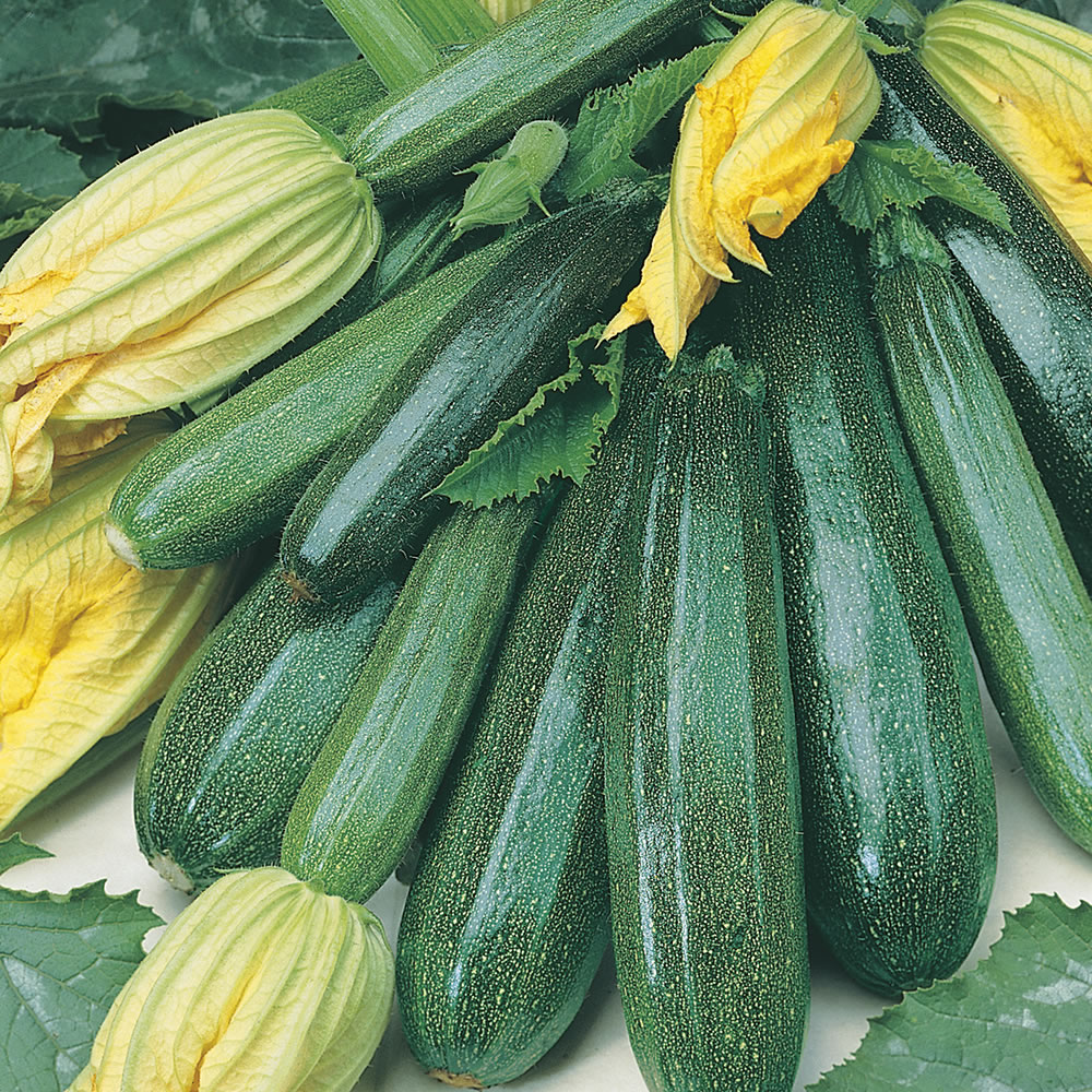 wilko Courgette All Green Bush Seeds Image 1